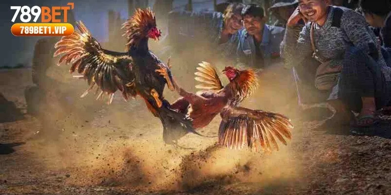 Tổng quan thông tin về sảnh đá gà SV388